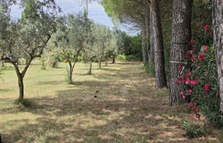 Vauvert, Languedoc-Roussillon 30600