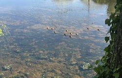 Montmorillon, Poitou-Charentes 86500