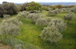 Saint-Siffret, Languedoc-Roussillon 30700