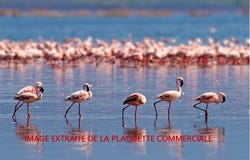Mauguio, Languedoc-Roussillon 34130