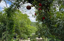 Poujols, Languedoc-Roussillon 34700