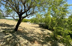Auzielle, Haute-Garonne 31650