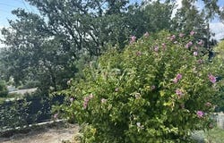 Biot, Alpes-Maritimes 06410