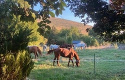 Mas-Saint-Chély, Lozère 48210