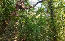 Ispagnac, Languedoc-Roussillon 48320
