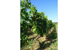 Chagny, Bourgogne 71150