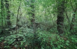 Auxi-Le-Chateau, Nord-Pas-de-Calais 62390