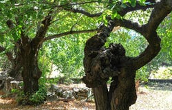 Uzès, Languedoc-Roussillon 30700