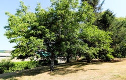 Saint-Plancard, Midi-Pyrénées 31580