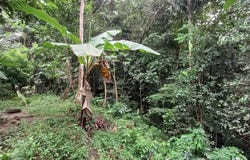 Bouillante, Guadeloupe 97125