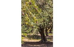 Peloponnese 23200