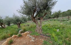 Kalamitsi Alexandrou, Crete 73007
