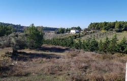 Kassandra, Chalkidiki 63007