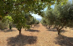 VW28+VV, Saronikos, Attica (region) 190 10