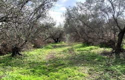 Maleme, Crete 73014