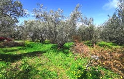 Maleme, Crete 73014