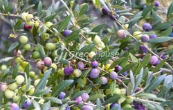 Peloponnese 23200