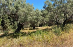 Mikros Gialos, Ionian Islands 31100