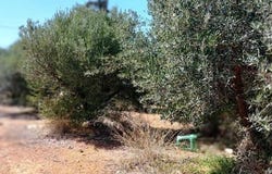 Sitia, Kríti 723 00