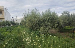 Analipsi, Crete 71014