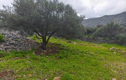 Kato Pines, Crete 72100