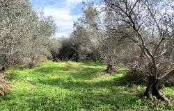 Maleme, Crete 73014