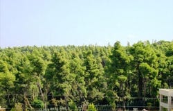 Kassandra, Chalkidiki 63007