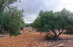 Skopi, Crete