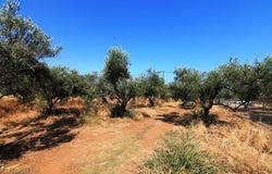 Vrachasi, Lasithi Prefecture 72100