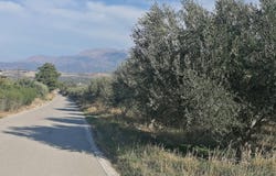 Kouses, Crete