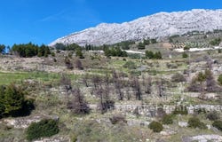 Omi, Split-Dalmatia