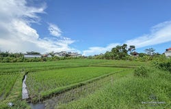 Tumbak Bayuh, Tumbak Bayuh, Bali 80351