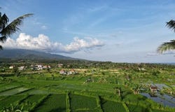 Hope Spring, Bali 80311