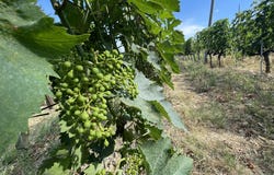 Palaia, Tuscany 56036