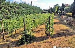 Cortona, Tuscany 52044