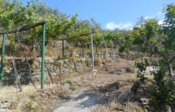 Calci, Tuscany 56011