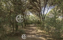 Castagneto Carducci, Tuscany 57022