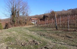 Dogliani, The Piedmont 12063