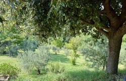 Sant'Angelo in Pontano, Marche 62020