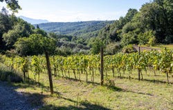 Montalcino, Tuscany 53024