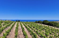 Sorso, Tàttari/Sassari