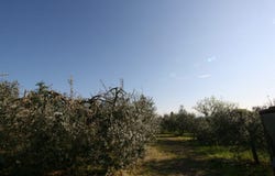 Scrofiano, Tuscany 53048