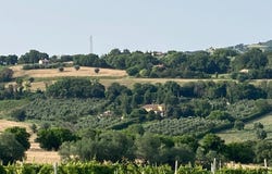 Camerano, Marche 60021