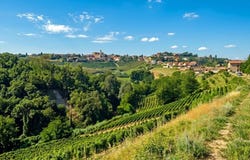 Mango, The Piedmont 12056