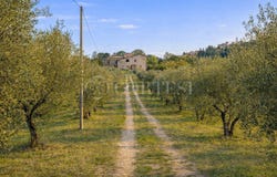 Montone, Umbria 06014