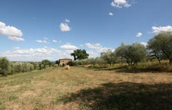 Torrita di Siena, Tuscany 53049