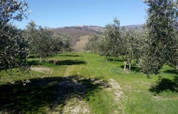 Siena, Tuscany 53100