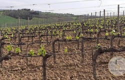 Montalcino, Tuscany 53024