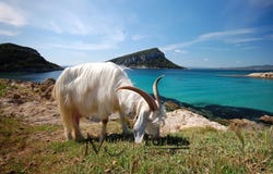 Golfo Aranci, Sardinia 07020