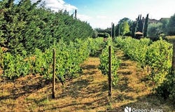 Cortona, Tuscany 52044